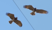 03.04 L11 : hovering above the breeding site and looking around; their choice of that place for breeding again is evident