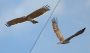 03.04 K11 & L11 : both the mates in flight; spring thermals are slightly distorting pictures taken from a distance