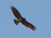 03.04 K11 : his silhouette in flight and his colouration are recognizable for regular observer; the left P7 has been not fully grown, this individual feature visible from a great distance will remain until the next moulting