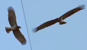 03.04 K11 : the male has brought a small lizard to the breeding site; both the P7 are not enough long and have a brownish shade; this tells that growth of the feathers stopped many months ago, yet in the previous season