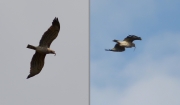 03.04 K11 : every time coming with prey at the beginning of the breeding season, he takes special display postures