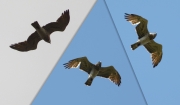 09.04, 09.05 B11 : this Short-toed Eagle male visited his breeding site in the Mizhrichynskyi Park several times within those days; each time his crop was significantly bulging because of swallowed prey