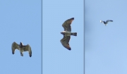 17.04 A13 : the female flies above her breeding site, taking display postures and performing elements of typical Short-toed Eagle festoon sky-dance