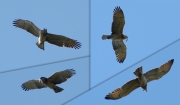 17.04 A16 : his pronounced non-uniform coloration indicates his relatively young age