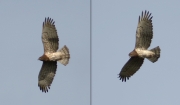 24.04 L11 : the female over her breeding site in the evening light; evident signs of the brood patch are seen on her belly
