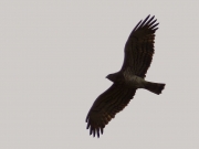 24.04 K11 : a silhouette of the male on a bright background of the slightly cloudy sky; his shortish 7th primaries are seen well; the intensive moulting has not yet begun