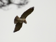 24.04 K11 : he is scratching himself in flight