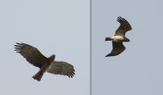 24.04 K11 : the male has the brood patch as well