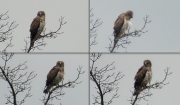15.05 K11 : roosting late afternoon 60 meters from the nesting tree on the top of one of dead pines, not numerous this year after the recent sanitary felling