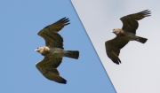 22.05 A16 : some the biggest wing feathers of this Short-toed Eagle male have fallen off; he has the brood-patch signs too; recently swallowed prey has made his crop bulging