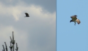 12.06 G11 & B16 : this dark unicoloured Short-toed Eagle male is easily identifiable from a distance thanks to his the characteristic body shape; he is flying away from the new nesting tree, presumably, chosen by the pair yet 2 years ago; another male is his neighbour photographed at the common hunting area, the Zdvyzh River floodplain, first this year