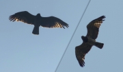 28.06 L11 : the sun is shining through heavy contour of the Short-toed Eagle female; judging by her continuous flying above the breeding site and away, the pair has already lost the clutch or the chick early