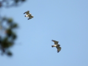 03.07 L11 & C16 : her flights have attracted attention of an immature Short-toed Eagle; it looks like 2nd cy male; the female doesn't demonstrate any aggression towards this intruder, however, seldom vocalizes