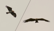 03.07 L11 & C16 : the evident difference in the colouration of the head between the adult female and this eagle in the intermediate plumage