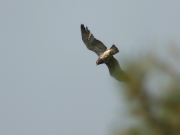 03.07 L11 : gliding over crowns of trees at the breeding site in the evening light
