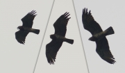 10.07 A11 : even in bad light conditions very characteristic contours, the shape of the breast and the extremely dark-spotted and barred body of this Short-toed Eagle female are well seen