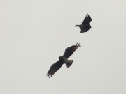 10.07 B11 & D16 : her permanent mate has a habit to fluff up his feathers while threatening an intruder, like this time; the G11 male was observed behaving the same way, however, K11 has never done this; hence, this might be an example of individual behaviour