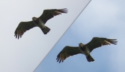 10.07 B11 : wings, too narrow in the base, make his silhouette in flight special