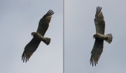 10.07 B11 : the male has brought a snake and is long hovering over the site being disturbed by the intruder; finally, he gave prey to the chick after banishing the intruder away, supported by his arrived menacing partner A11