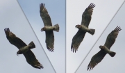 10.07 B11 : his colouration is quite pale, that makes him look like a younger bird from below; nevertheless, the upper part is unicoloured enough for an adult Short-toed Eagle, and the colouration has not changed in the last 10 years