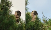 16.07 A15 & N11 : two permanent partners on a nest occupied in 2010, 11, 13 and this year; despite similar colouration the birds are easily distinguished by their faces, as well as by shapes of their bodies in flight