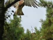 16.07 N11 : the female is leaving the nest after delivering prey