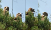 16.07 N11 : she prefers to stay at the nest about midday; after noticing the photographer’s presence not far, she has not flown off and has even dozed off for a time