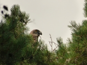 16.07 A15 : the male with the brought snake; the main hunting area for the pair is the Seim River floodplain; the breeding site is located in the close vicinity of it
