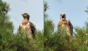 16.07 E16 : the offspring of N11 and A15 is already fairly feathered at the time