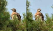 16.07 E16 : the eaglet is active and able to stand up for itself; a Black Stork flying not far from the nest provoked the eaglet’s loud threatening shouts