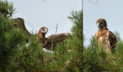 16.07 E16 : physical exercises and looking around are the main doings of the chick