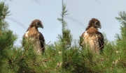 16.07 E16 : even these relatively short growing feathers are already very agile, easily changing the appearance of the eaglet