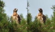 16.07 E16 : the neck is fairly long and flexible; it will allow the bird to accurately spot prey while hovering at a great height