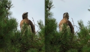 16.07 E16 : the chick is watching the parent slowly flying above the forest and going to hunt