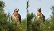16.07 E16 : attentively looking around to spot a danger on time