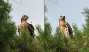 16.07 E16 : postures of a real eagle