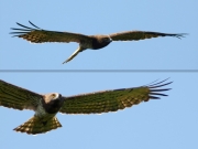 31.07 A11 : the female is circling low at the breeding site just after giving a snake to her chick; one of her individual features is her face with rather close-set eyes