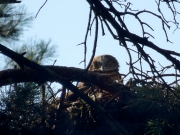 31.07 F16 : the offspring of A11 and B11 is looking out the nest situated rather low, just 14 meters above the ground; the pair has built 2 similarly situated nests this year at a distance of about 200 m from each other