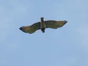 31.07 A11 : the female Short-toed Eagle is hovering with prey over the breeding site before gliding down to the nest