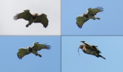 31.07 A11 : she is gliding down at first actually to a high pine near the nesting tree, using the pine as a perch to carefully look around