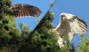 06.08 E16 : after 20 days, the juvenile of N11 and A15 has wings almost ready to fly and it is actively exercising them