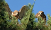 06.08 E16 : ...sometimes like an adult eagle