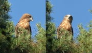 06.08 E16 : in general, the appearance of the juvenile Short-toed Eagles has changed very much in 3 weeks