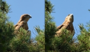 06.08 E16 : any movement in the sky attracts the juvenile's attention; its fluff is everywhere at the time