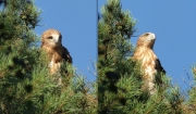 06.08 E16 : the colouration is contrasty against the background of the blue sky, however, it is really disguising among branches of Scots pines (Pinus sylvestris), that is important for the juvenile Short-toed Eagle right after leaving the nest