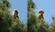 06.08 E16 : the midday summer heat makes the eaglet open its beak with a purpose of the better temperature regulation; photographing of this nest is possible from a place on the ground hidden by dense undergrowth