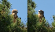 06.08 E16 : this is one of rare cases when, thanks to the dense vegetation around, the photographer can stay at a distance of 50 meters from the nesting tree without disturbing the birds; the light has moved by noon, the morning light conditions are the best there