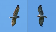 27.08 G16 : this adult female Short-toed Eagle has appeared at a breeding site of A11 and B11 and taken typical threatening postures showing a kind of aggression to their offspring F16; the owners are hunting far away and have not intervened