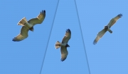 27.08 F16 : the juvenile flies well; it has unusually pale colouration, with the pale throat and few marks on the under part of wings and body; the shortish left P7 is its additional individual feature until the next moulting