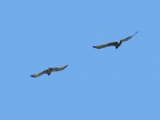 27.08 F16 & G16 : flying together with the intruded female; she looks significantly bigger, that noticeably differs her from the juvenile's mother, the territory owner A11